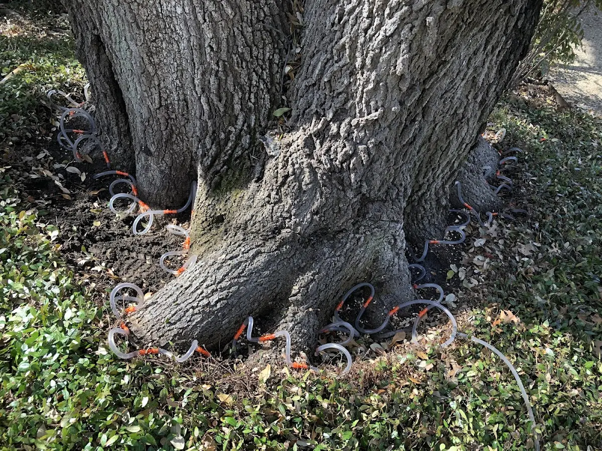 Detailed Tree Cabling and Bracing job site in Estherville