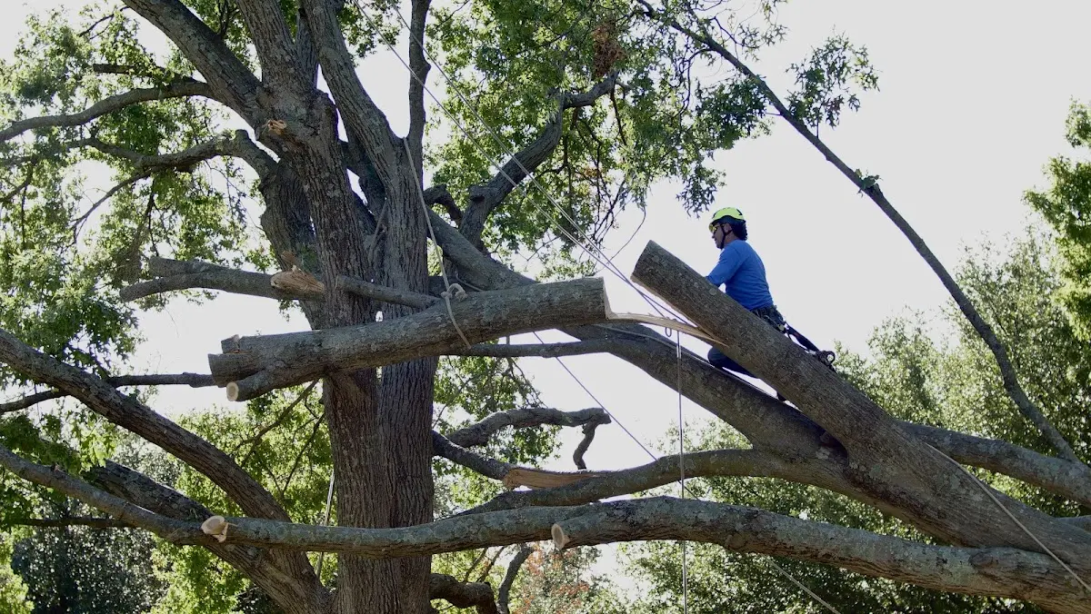 Professional Crown Thinning performed by certified arborists in Estherville