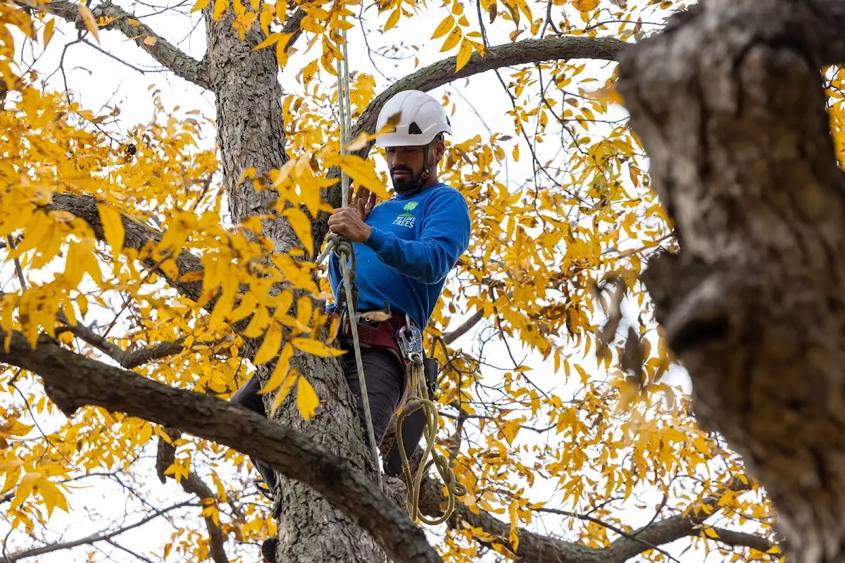 Skilled Tree Planing crew working in Estherville